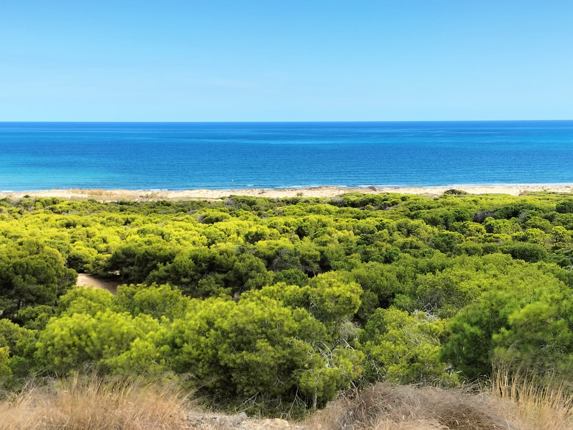 Protected dunes and pine forests